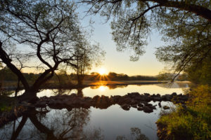 Willow tree on the river Main with sun, Woerth am Main, Churfranken, Franconia, Bavaria, Germany Willow tree on the river Main with sun, Woerth am Main, Churfranken, Franconia, Bavaria, Germany
